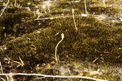 Phylloglossum drummondii