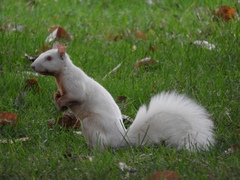 Sciurus carolinensis