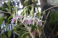 Dendrobium stratiotes