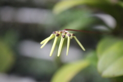 Bulbophyllum brienianum