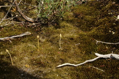 Phylloglossum drummondii