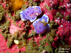 Goniobranchus thompsoni