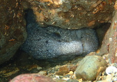 Anarrhichthys ocellatus