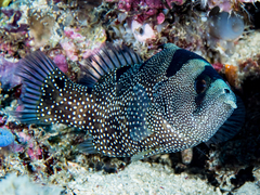 Bearded Soapfish photo 4