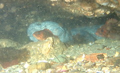 Anarrhichthys ocellatus