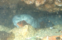 Anarrhichthys ocellatus