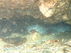 Anarrhichthys ocellatus