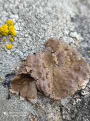 Umbilicaria phaea