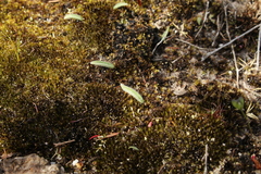 Caladenia nana