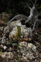 Pterostylis saxosa