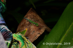Phelsuma lineata