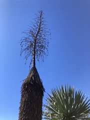 Yucca carnerosana