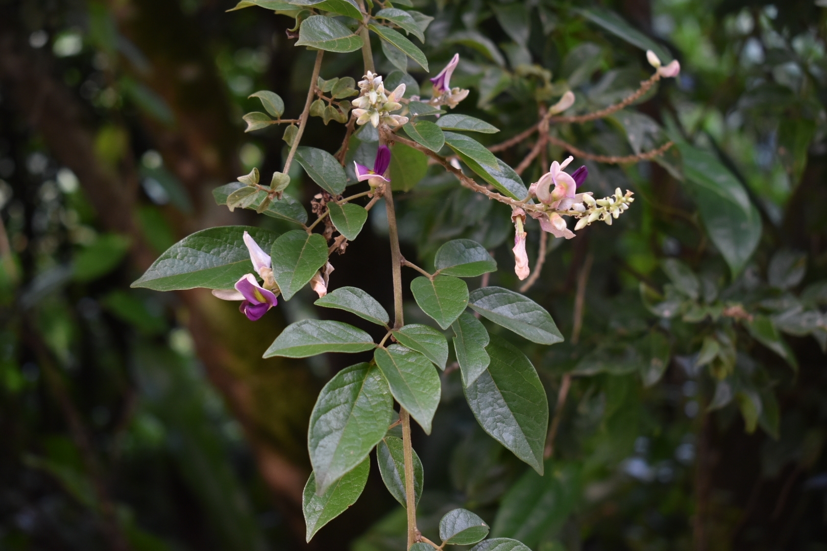 Millettia