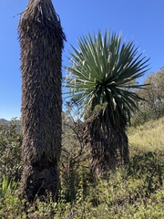 Yucca carnerosana