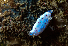 Goniobranchus thompsoni