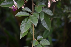 Millettia nitida