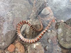 Lampropeltis pyromelana