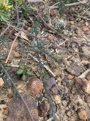 Gompholobium ecostatum