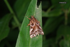 Callopistria exotica