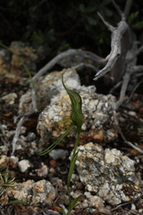 Pterostylis saxosa
