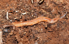 Argonemertes australiensis