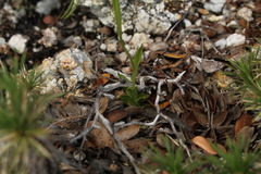 Pterostylis saxosa