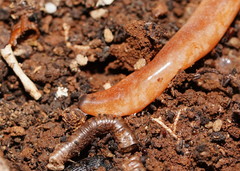 Argonemertes australiensis