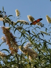 Danaus plexippus