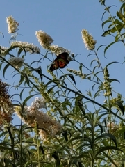Danaus plexippus
