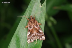 Callopistria exotica