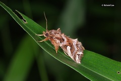 Callopistria exotica