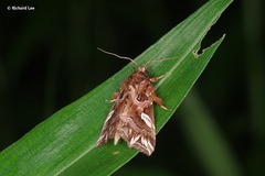 Callopistria exotica