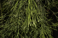 Exocarpos cupressiformis