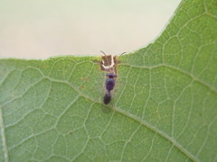 Synergini
