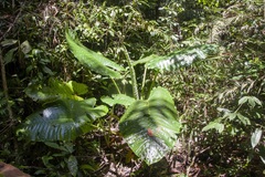 Alocasia robusta