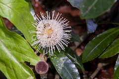 Myrmeconauclea strigosa