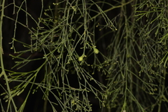 Exocarpos cupressiformis