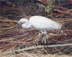 Egretta garzetta