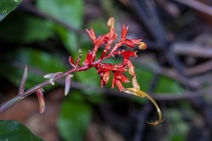 Globba atrosanguinea