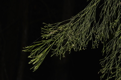 Exocarpos cupressiformis