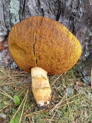 Boletus atkinsonii