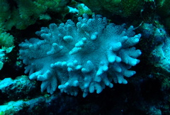 Cladiella