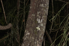 Exocarpos cupressiformis