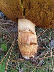 Boletus atkinsonii