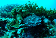 Cladiella