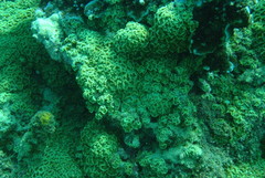Palythoa