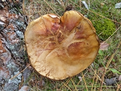 Boletus atkinsonii