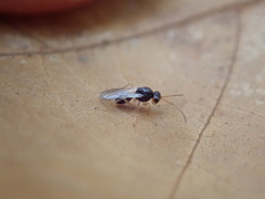 Synergini