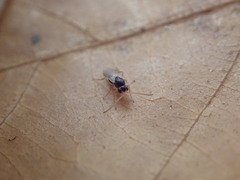 Synergini