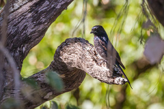 Dicrurus adsimilis fugax